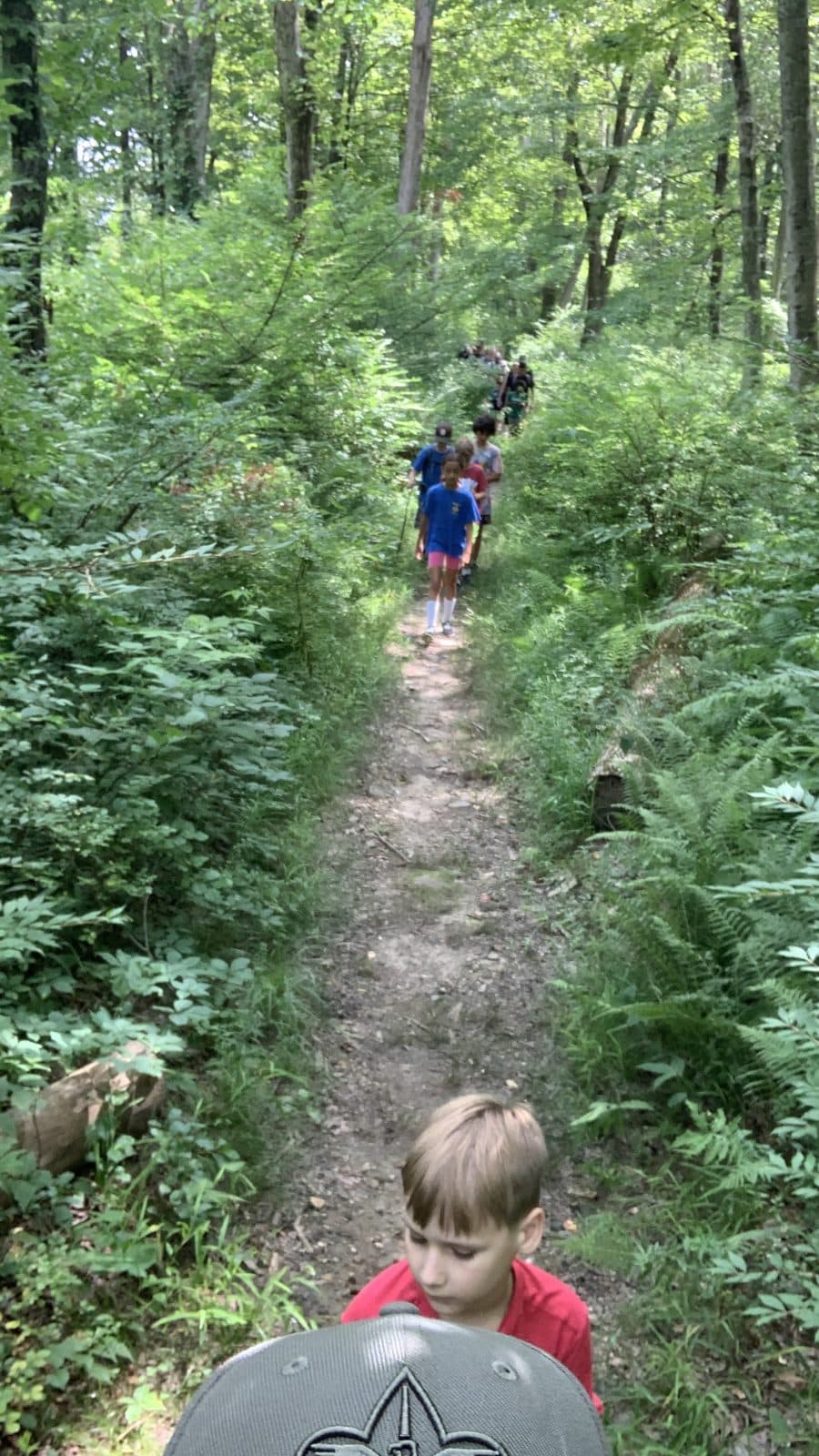 Scouts hiking single file up a fern-lined woodland trail